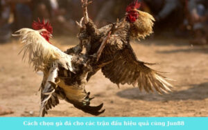 Cách chọn gà đá cho các trận đấu hiệu quả cùng Jun88