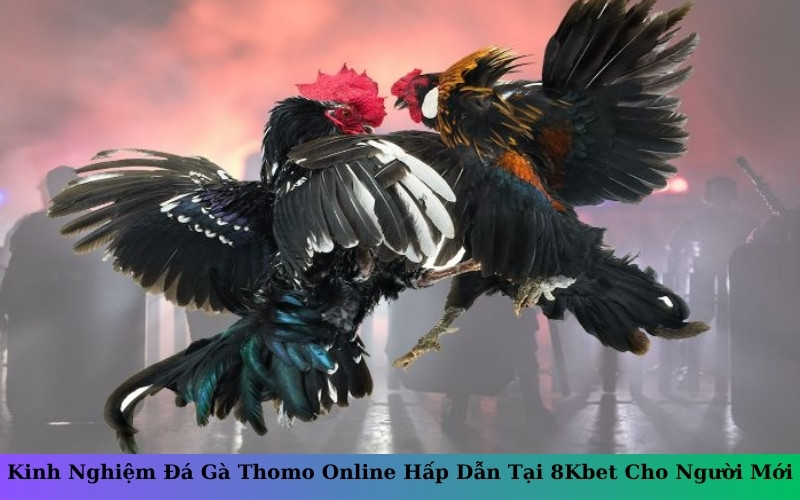 Kinh Nghiệm Đá Gà Thomo Online Hấp Dẫn Tại 8Kbet Cho Người Mới