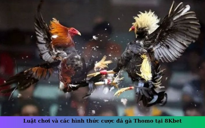 Luật chơi và các hình thức cược đá gà Thomo tại 8Kbet