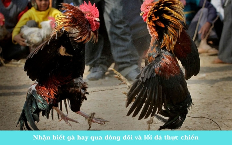Nhận biết gà hay qua dòng dõi và lối đá thực chiến